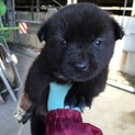 再募、1ヶ月子犬オス、