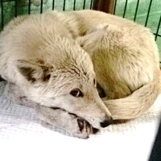 保護主様宅より継続里親募集中★野犬の白くん♂子犬