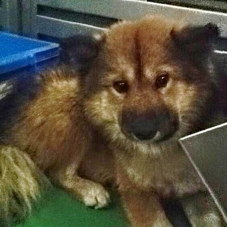 保護主様宅より継続里親募集中★モフ毛くん♂