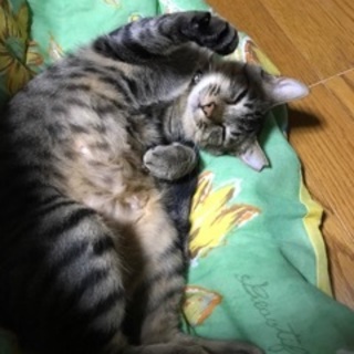 長女ちゃん、４ヶ月の不妊済み、ワクチン済み