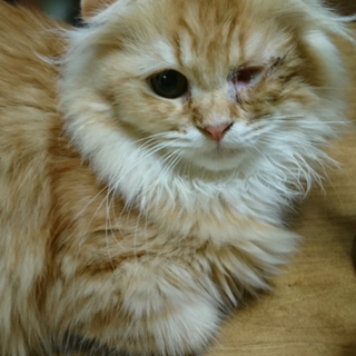 スコF☆カナン☆女の子・7ケ月・ハンデあり(隻眼）