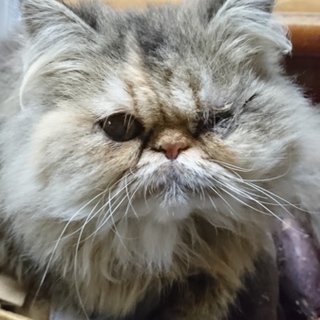 エキゾチック☆くり☆♀・7ケ月・ハンデあり（隻眼）