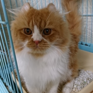 アメリカンカール★アラン★男の子・1歳・中長毛