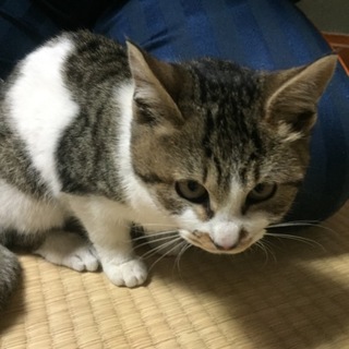 3〜4ヶ月程の子猫の里親さん募集