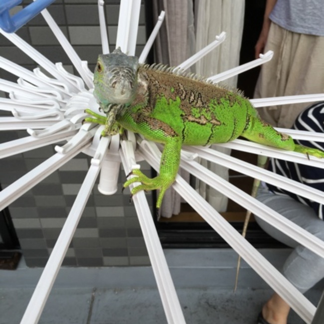 ぼこのカバー写真