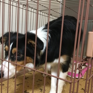 ボーダーコリー８ヶ月です交渉中
