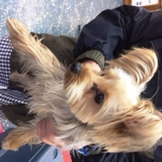 ヨークシャーテリア男の子
