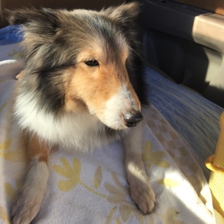 有難うございました！！おっとり優しいシェルティ 