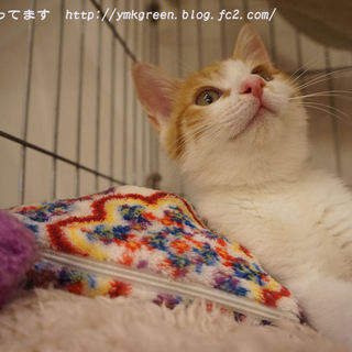 おしゃべりで甘えん坊なやんちゃ坊主チロル☆