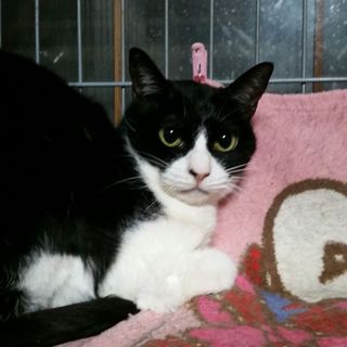 みー子５歳黒白鉢割れ美形猫