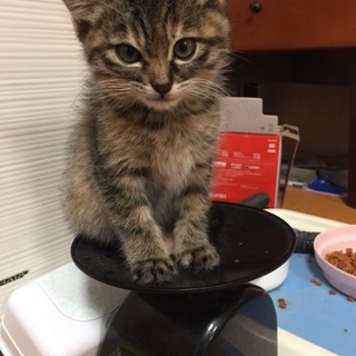 可愛く元気なアンナちゃん里親さん決定