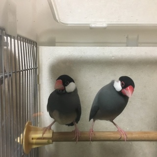 さくら文鳥の兄妹です