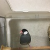 さくら文鳥の兄妹です サムネイル2