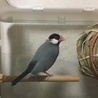 さくら文鳥の兄妹です サムネイル3