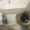 さくら文鳥の兄妹です サムネイル4