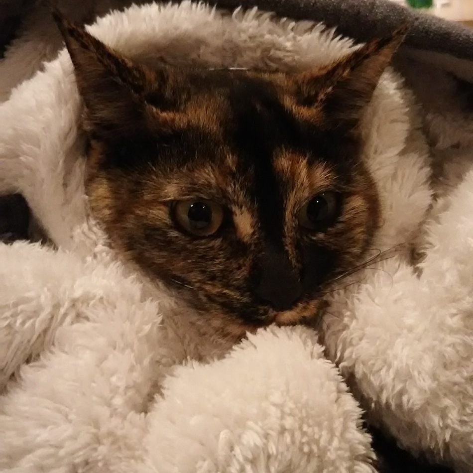 はなのカバー写真