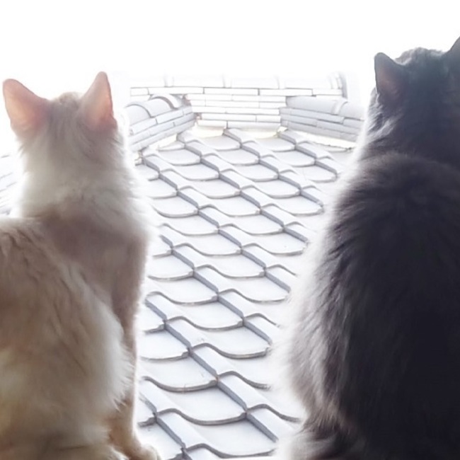 桐澤 涼のカバー写真