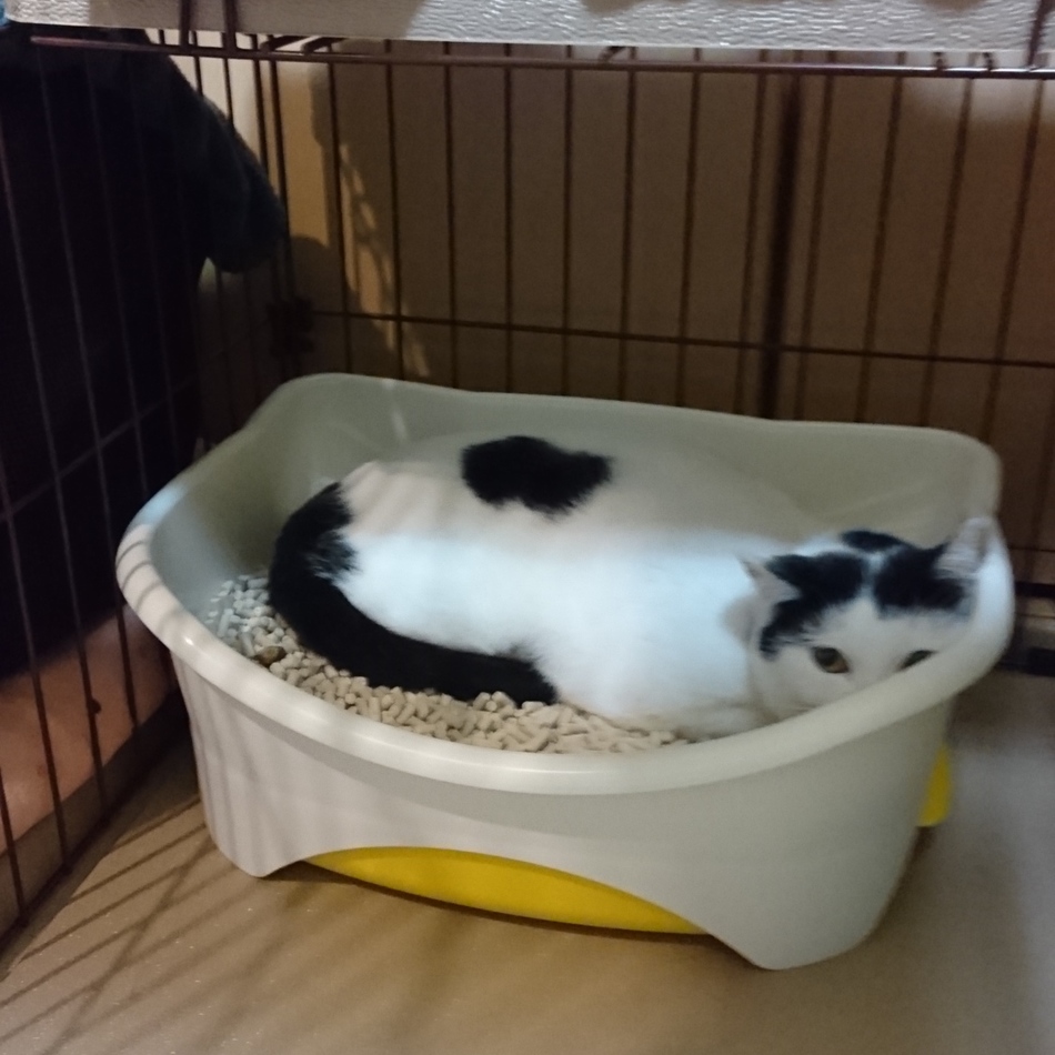 うののカバー写真