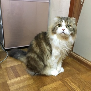 とてもおとなしいハルさん！