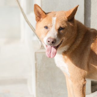 ちょっと目が小さいガッチリ系の男の子