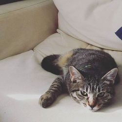 第１回　名古屋港TNRプロジェクト3710ねこ里親譲渡会