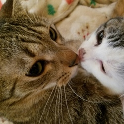 第１回　名古屋港TNRプロジェクト3710ねこ里親譲渡会 サムネイル2