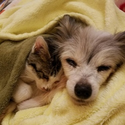 第１回　名古屋港TNRプロジェクト3710ねこ里親譲渡会 サムネイル3