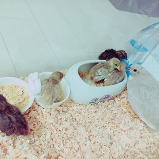 姫ウズラ里親募集