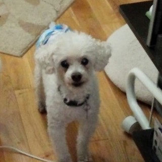 散歩大好き☆元気な15歳♂