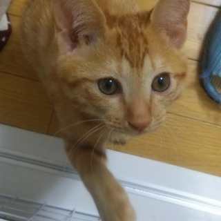 お口がかわいい 茶トラのチビ小太郎！