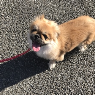 仕事による引越しのため、愛犬を譲ります。