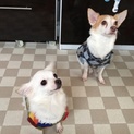 5才のコーギーとチワワのミックス犬。