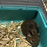 デグー里親募集 サムネイル3