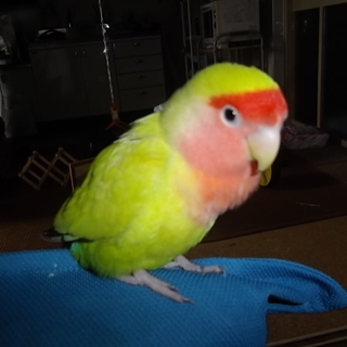 六歳のコザクラインコです。