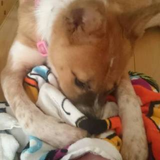 仔犬ちゃんの里親募集