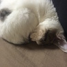 さとやん630
