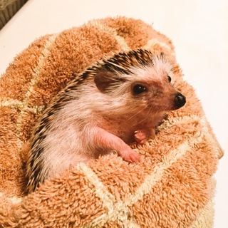 黒い子の里親さん再交渉中