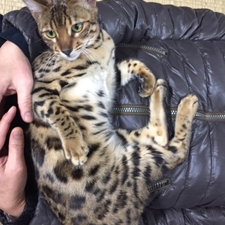 新しい家族が迎えて下さいました