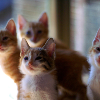 超カワイイ！！ふわふわの子猫たち