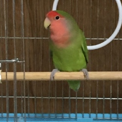 12月から新しい家族が増えました