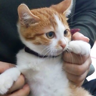 天使なおっとり茶白ラッコちゃん(約３ケ月Ｉ）