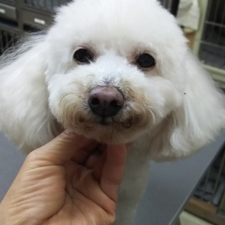 トイプードルの男の子