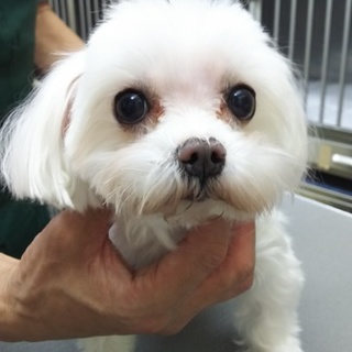 マルチーズの女の子
