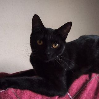 でら！ガトー！