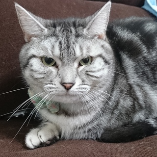 甘えん坊のアメショ君です