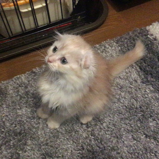 [応募多数のため募集停止]２か月元気なスコティ