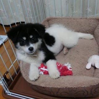 子犬黒白　3月　人なつこい