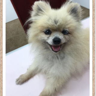 ポメラニアン♀ 花糸（ケイト）ちゃんの里親募集!!