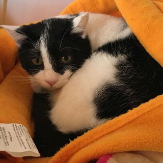 白黒ハチワレの男子 「小林丸」