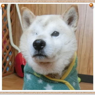 柴犬♂ 長介くんの里親募集!!